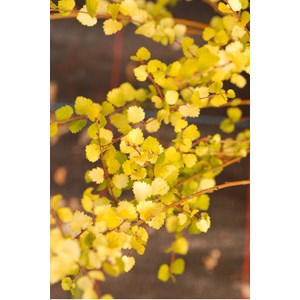 Bouleau nain 'goldentreasure' taille du