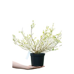 Bouleau nain 'goldentreasure' taille du