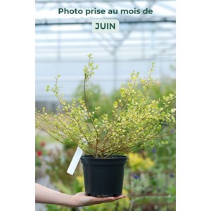 Bouleau nain 'goldentreasure' taille du