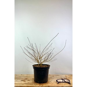 Bouleau nain 'goldentreasure' taille du