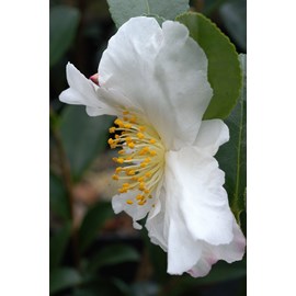 Camélia 'narcissiflora' 15 litres taill