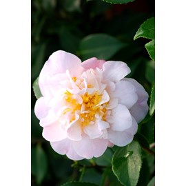 Camélia 'high fragrance' 15 litres tail