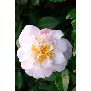 Camélia 'high fragrance' 15 litres tail