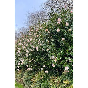 Camélia 'high fragrance' 15 litres tail