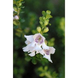 Menthe australienne taille du pot - en p