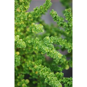 Menthe australienne taille du pot - en p