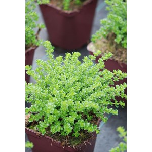 Menthe australienne taille du pot - en p