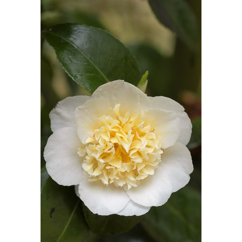 Roué Pépinières - Camélia 'brushfield's yellow' 15 litres taille du pot - en pot de 15 litres