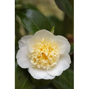 Camélia 'brushfield's yellow' 15 litres