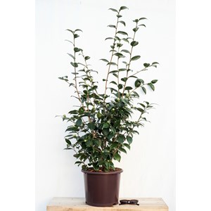 Camélia 'blood of china' 15 litres tail