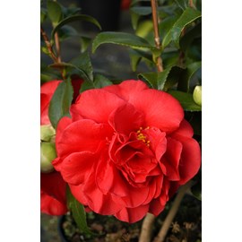 Camélia 'tom knudsen' (grande taille) t