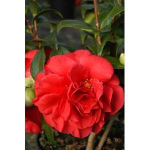 Camélia 'tom knudsen' (grande taille) t