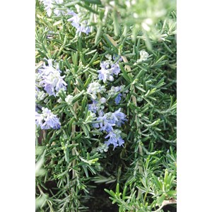 Romarin 'pointe du raz' taille du pot - en pot de 3 litres