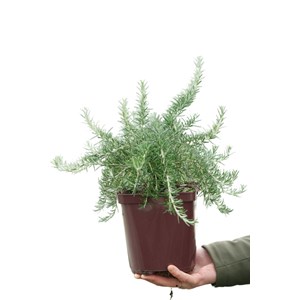 Romarin 'pointe du raz' taille du pot -