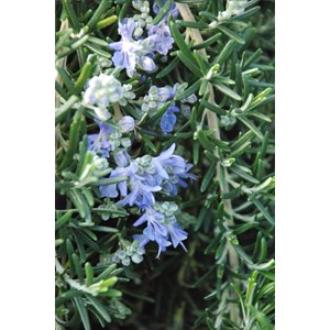 Romarin 'pointe du raz' taille du pot -