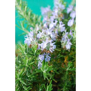 Romarin 'pointe du raz' taille du pot -