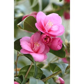 Camélia 'gay baby' 15 litres taille du