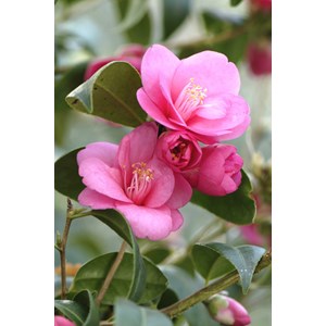 Camélia 'gay baby' 15 litres taille du pot - en pot de 15 litres