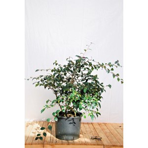 Camélia 'gay baby' 15 litres taille du