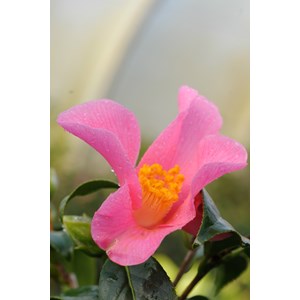 Camelia 'bro wengamp' 15 litres taille du pot - en pot de 15 litres