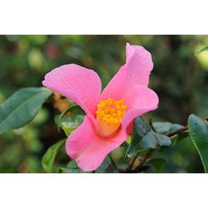 Camelia 'bro wengamp' 15 litres taille d