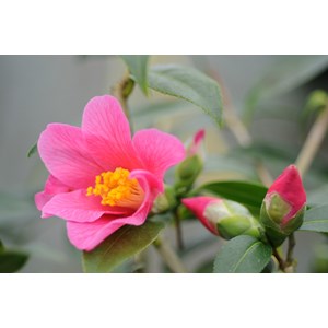 Camelia 'bro wengamp' 15 litres taille d
