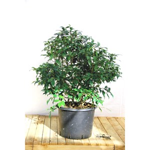 Camelia 'bro wengamp' 15 litres taille d