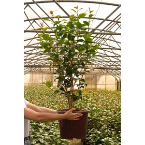 Camélia 'blaze of glory' 15 litres taille du pot - en pot de 15 litres