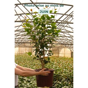 Camélia 'blaze of glory' 15 litres tail