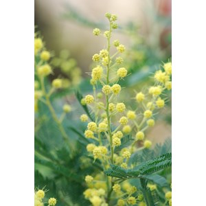 Mimosa d'hiver greffé le gaulois' taill