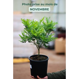 Mimosa d'hiver greffé le gaulois' taill