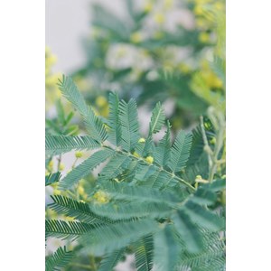 Mimosa d'hiver greffé le gaulois' taill