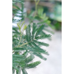 Mimosa d'hiver greffé le gaulois' taill