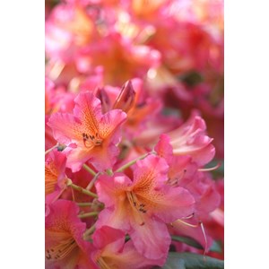Rhododendron 'scyphocalix' 15 litres tai
