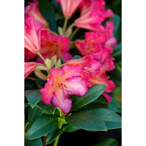 Rhododendron 'scyphocalix' 15 litres tai