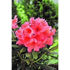 Rhododendron 'tortoiseshell orange' 15 l