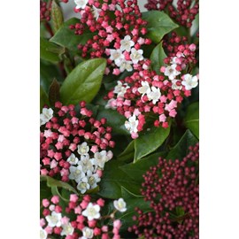 Laurier tin 'gwenllian' taille du pot -