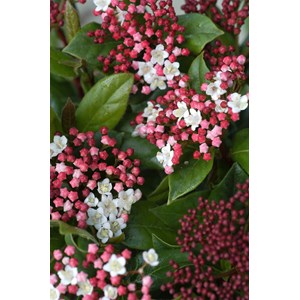 Laurier tin 'gwenllian' taille du pot -