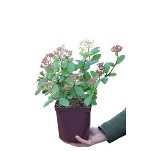 Laurier tin 'gwenllian' taille du pot -