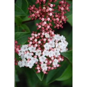 Laurier tin 'gwenllian' taille du pot -