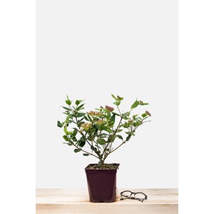 Laurier tin 'gwenllian' taille du pot -