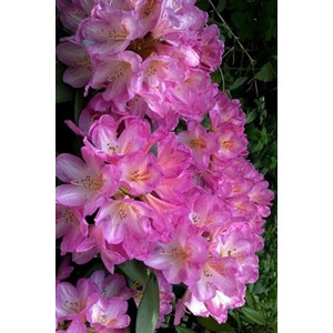 Rhododendron 'eucharistis' 15 litres tai