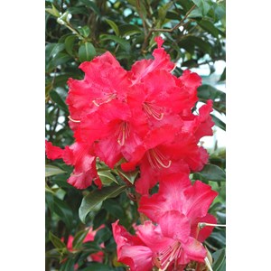 Rhododendron 'halfdan lem' 15 litres taille du pot - en pot de 15 litres