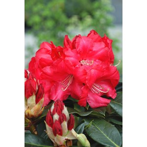 Rhododendron 'halfdan lem' 15 litres tai