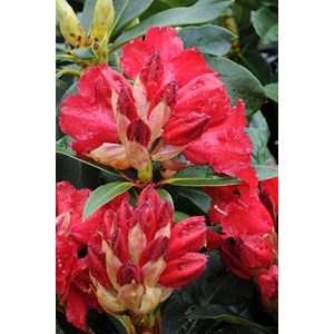 Rhododendron 'markeeta's prize' 15 litre