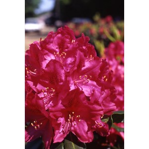 Rhododendron 'nova zembla' 15 litres tai