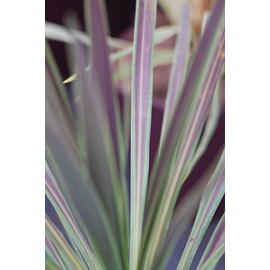Cordyline chocolate mint' taille du pot