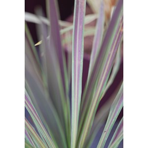 Cordyline chocolate mint' taille du pot