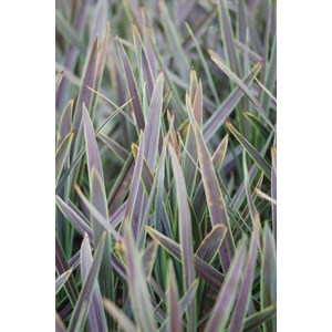 Cordyline chocolate mint' taille du pot