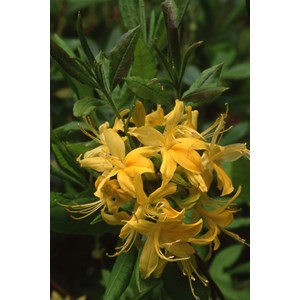 Azalée de chine luteum' taille du pot - en pot de 10 litres